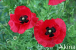 Grote klaproos (Papaver rhoeas)