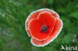 Grote klaproos (Papaver rhoeas)