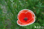 Grote klaproos (Papaver rhoeas)