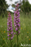 Grote muggenorchis (Gymnadenia conopsea) 