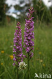 Grote muggenorchis (Gymnadenia conopsea) 