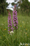 Grote muggenorchis (Gymnadenia conopsea) 