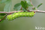 Giant Peacock moth (Saturnia pyri)