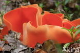 Orange Peel Fungus (Aleuria aurantia)