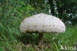 Grote parasolzwam (Macrolepiota procera)