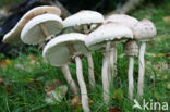 Grote parasolzwam (Macrolepiota procera)