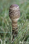 Parasol (Macrolepiota procera)