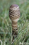 Grote parasolzwam (Macrolepiota procera)