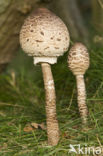 Parasol (Macrolepiota procera)