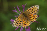 Grote parelmoervlinder (Argynnis aglaja) 