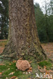 Wood Cauliflower (Sparassis crispa)