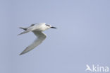 Sandwich Tern (Sterna sandvicensis)