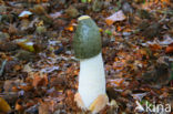 Grote stinkzwam (Phallus impudicus)