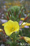 Grote teunisbloem (Oenothera erythrosepala)