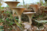 Grote trechterzwam (Clitocybe geotropa)