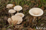 Grote trechterzwam (Clitocybe geotropa)