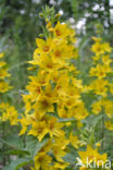 Yellow Loosestrife (Lysimachia vulgaris)