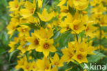 Yellow Loosestrife (Lysimachia vulgaris)