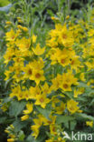 Yellow Loosestrife (Lysimachia vulgaris)