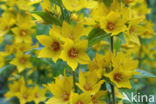 Yellow Loosestrife (Lysimachia vulgaris)