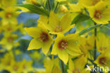 Yellow Loosestrife (Lysimachia vulgaris)