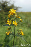 Yellow Loosestrife (Lysimachia vulgaris)