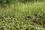 Stag s-horn Clubmoss (Lycopodium clavatum)