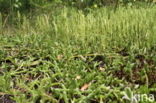 Grote wolfsklauw (Lycopodium clavatum) 