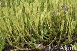 Stag s-horn Clubmoss (Lycopodium clavatum)