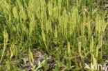 Stag s-horn Clubmoss (Lycopodium clavatum)