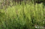 Stag s-horn Clubmoss (Lycopodium clavatum)