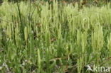 Stag s-horn Clubmoss (Lycopodium clavatum)