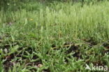 Stag s-horn Clubmoss (Lycopodium clavatum)