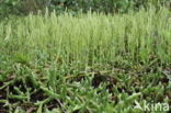 Stag s-horn Clubmoss (Lycopodium clavatum)