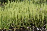 Stag s-horn Clubmoss (Lycopodium clavatum)