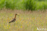 Black-tailed Godwit (Limosa limosa) 