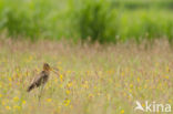 Black-tailed Godwit (Limosa limosa) 