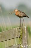 Black-tailed Godwit (Limosa limosa) 