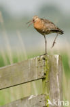 Grutto (Limosa limosa) 