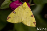 Brimstone Moth (Opisthograptis luteolata)