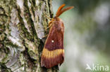 Northern Eggar (Lasiocampa quercus)