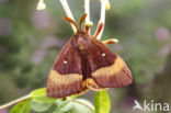 Northern Eggar (Lasiocampa quercus)