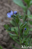 Fingered Speedwell (Veronica triphyllos)