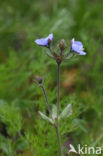 Fingered Speedwell (Veronica triphyllos)