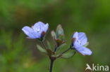 Fingered Speedwell (Veronica triphyllos)