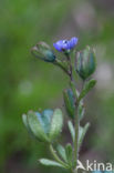 Fingered Speedwell (Veronica triphyllos)