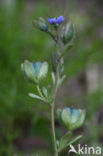 Fingered Speedwell (Veronica triphyllos)