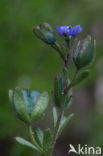 Fingered Speedwell (Veronica triphyllos)