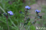 Fingered Speedwell (Veronica triphyllos)