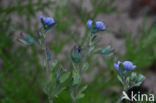 Fingered Speedwell (Veronica triphyllos)